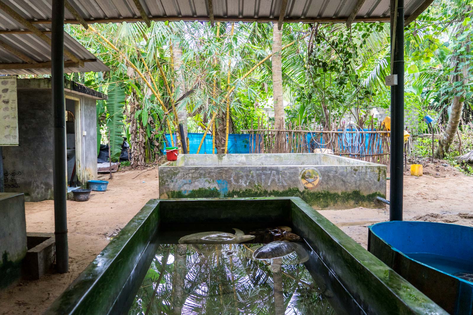 Visiting A Turtle Hatchery Near Galle Sri Lanka