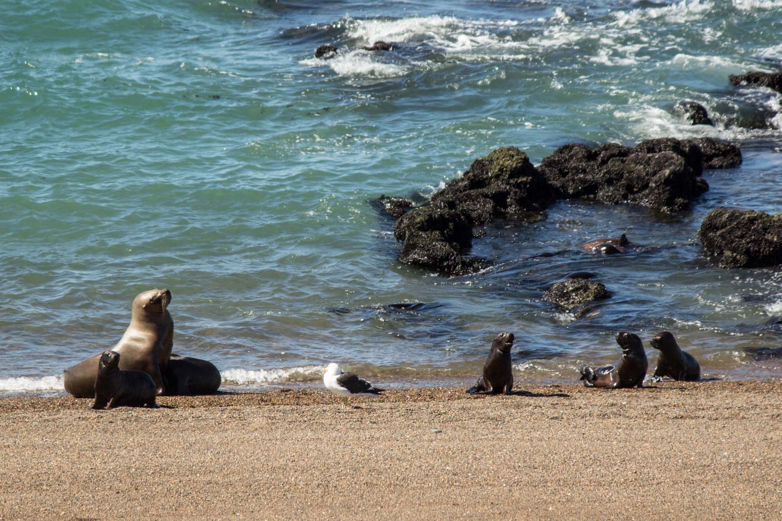 Peninsula Valdes near Puerto Madryn, Patagonia, Argentina