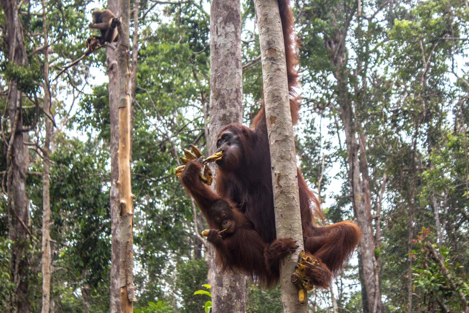 Orangutans in Borneo: Visiting Camp Leakey in Kalimantan, Indonesia