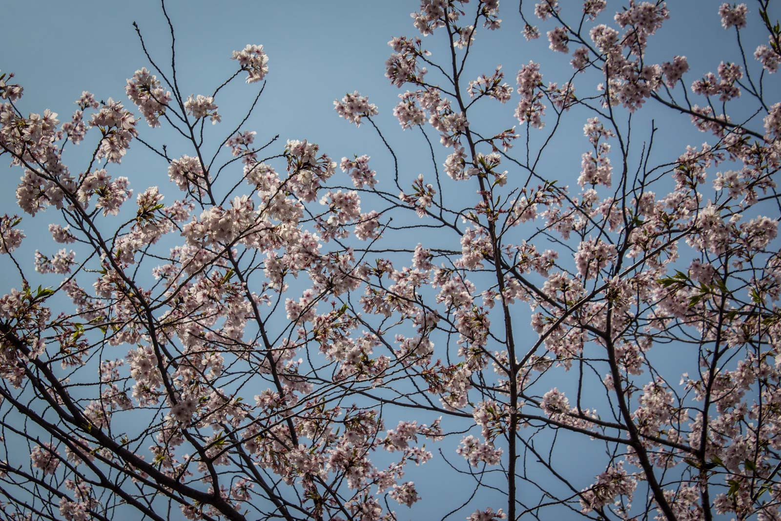 Cherry blossoms in Japan: Sakura and Hanami