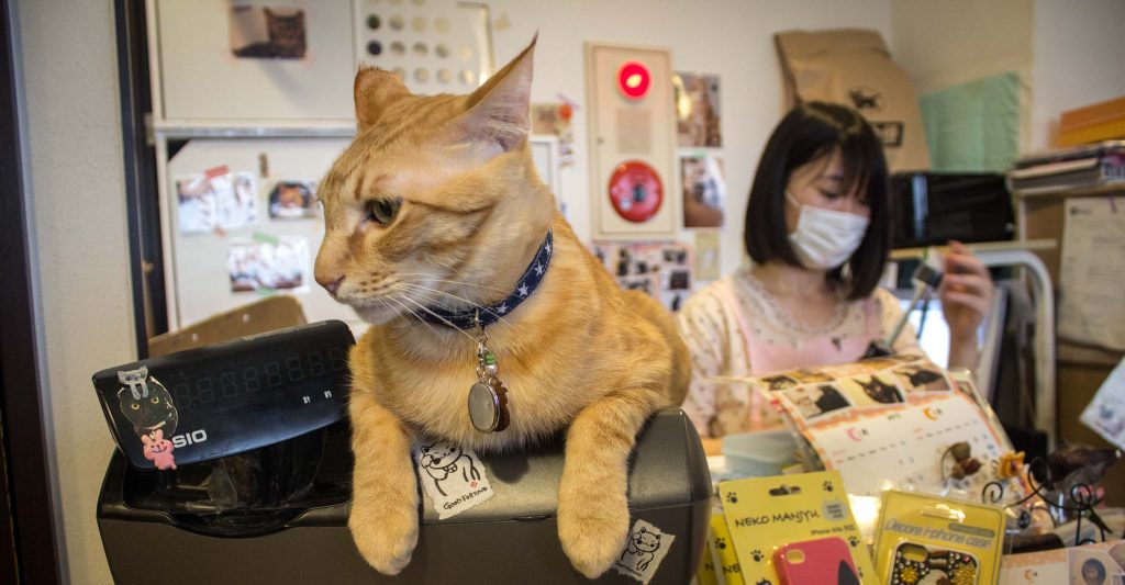 Tokyo cat  cafe  weird cafes in Japan