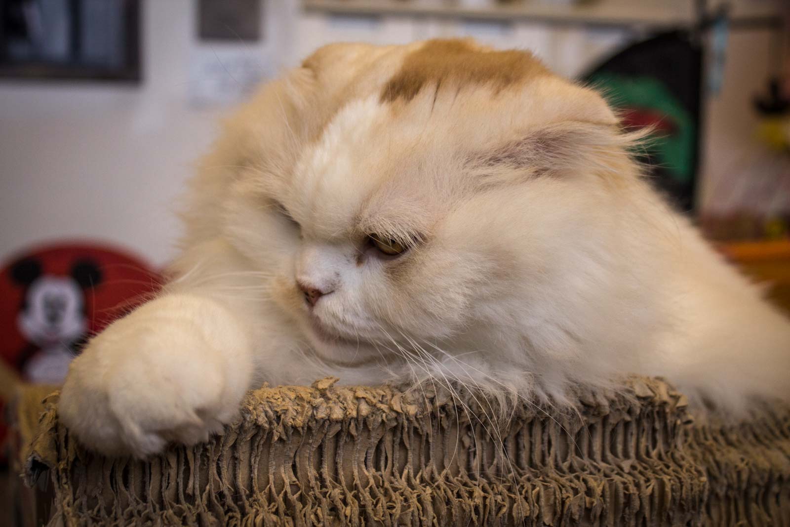 Tokyo cat cafe: weird cafes in Japan