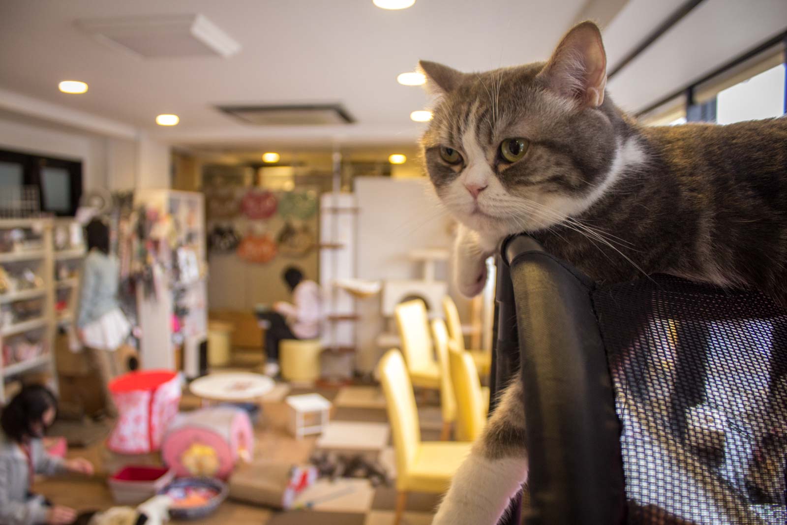Tokyo cat  cafe  weird cafes  in Japan 