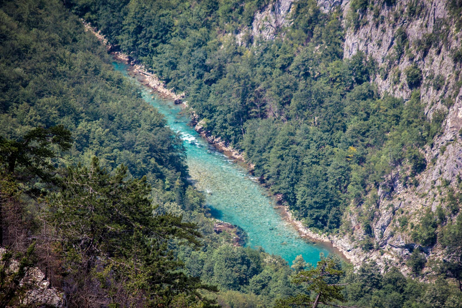 Национальный парк Дурмитор в Черногории леса