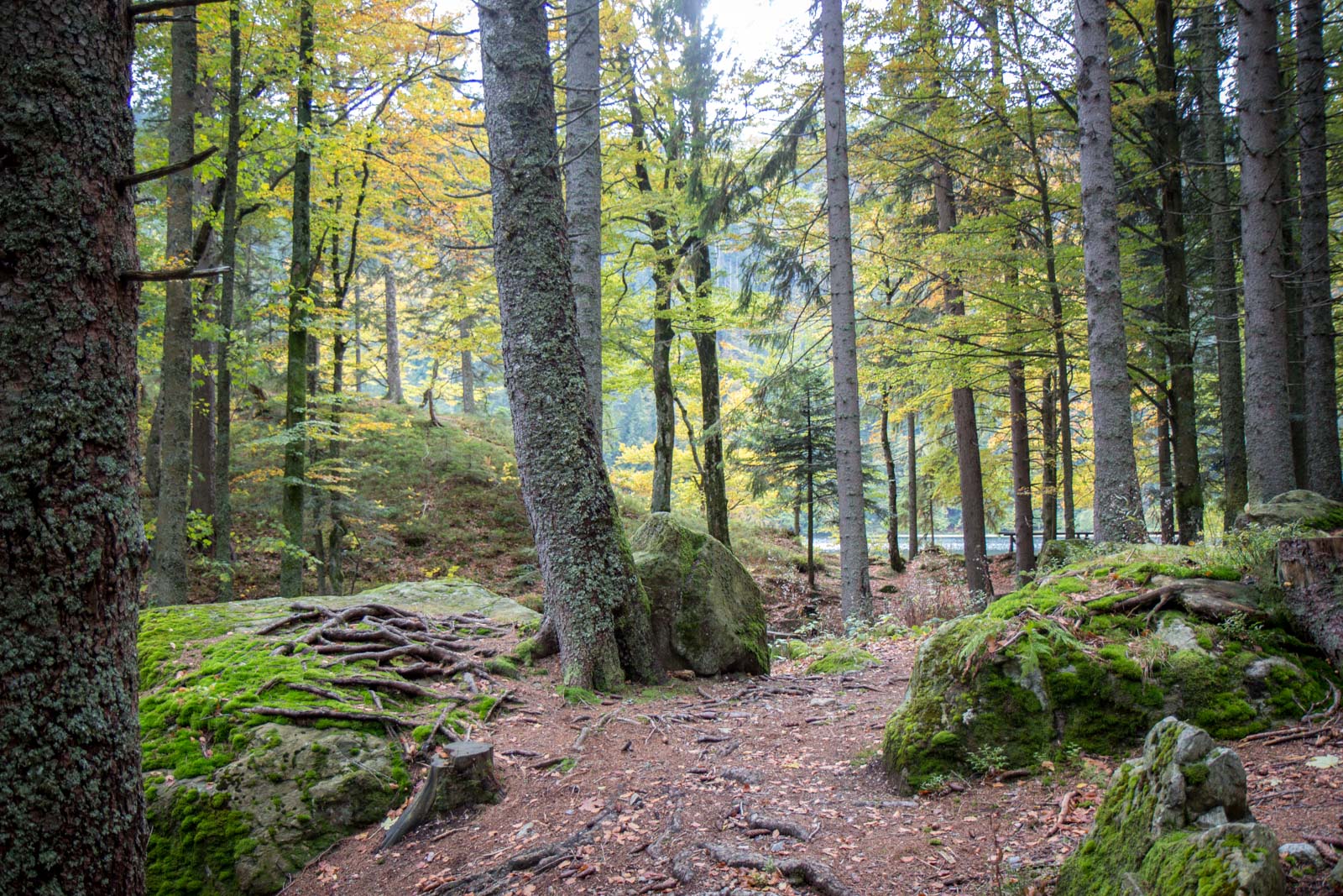 black forest lodge feldberg germany