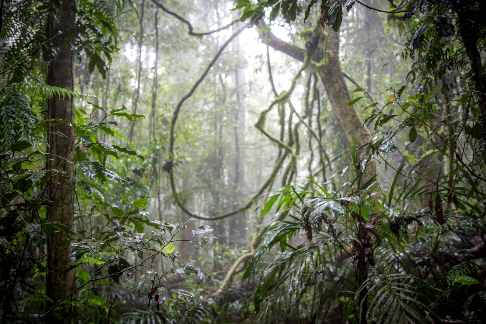 Влажные субтропические леса климат. Дождевые тропические леса Австралии. Дождевой лес Австралии. Дождевые леса Африки. Субтропический лес Австралии.
