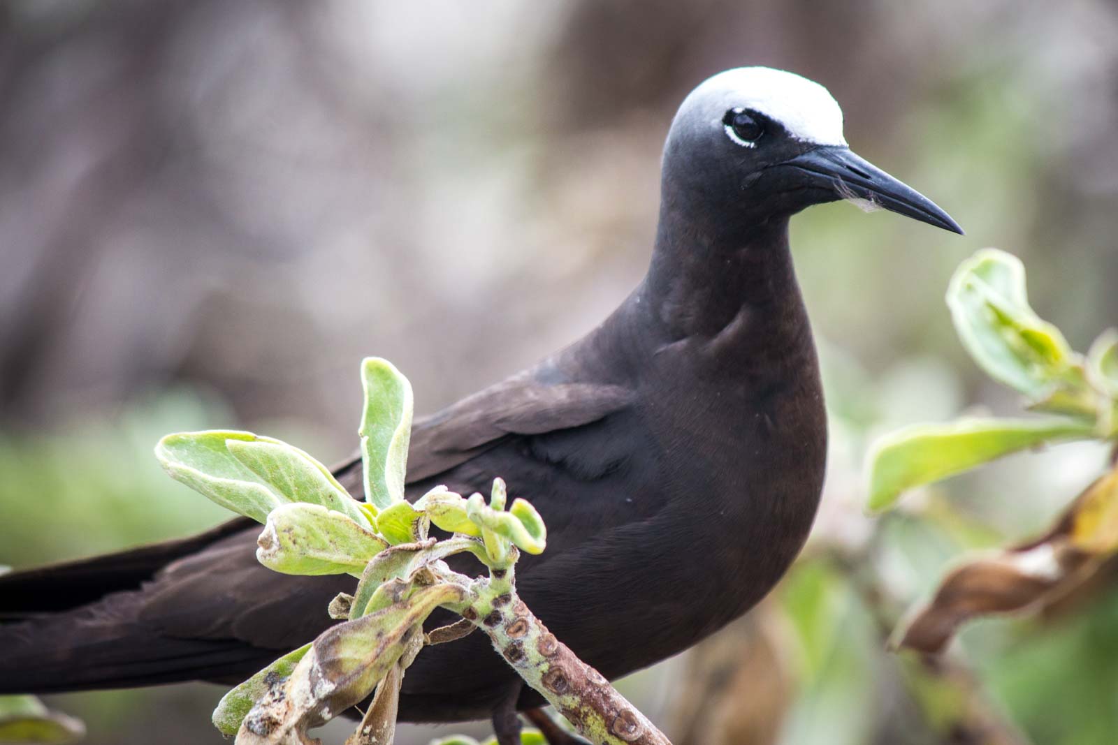 Lady Elliot Island, Queensland, Australia