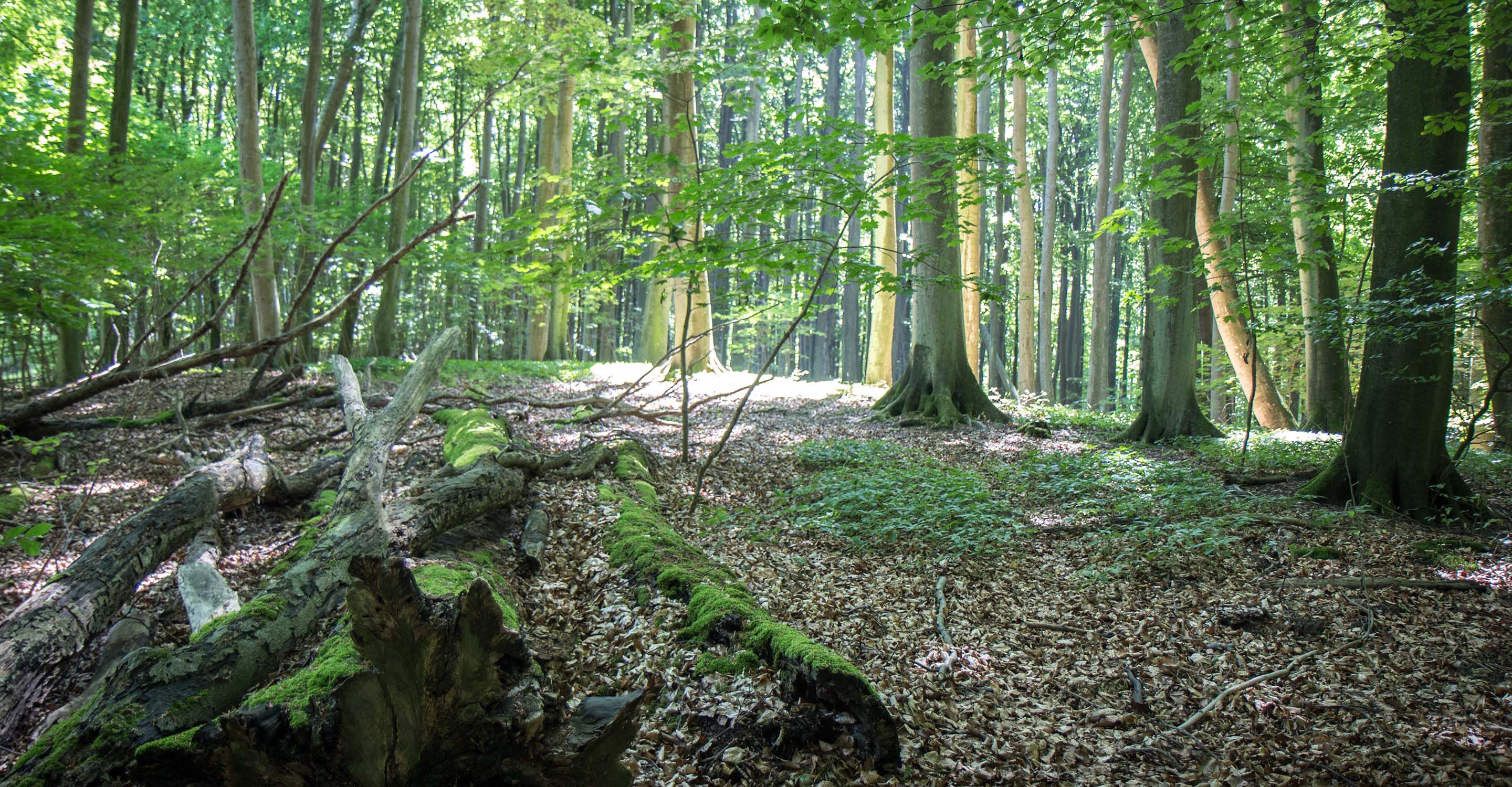 Jasmund National Park, Ancient Beech Forests of Germany