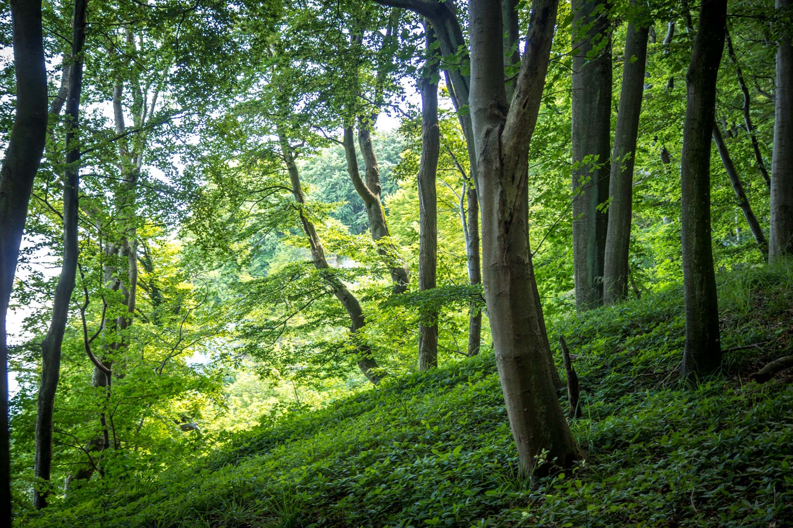 Jasmund National Park, Ancient Beech Forests of Germany