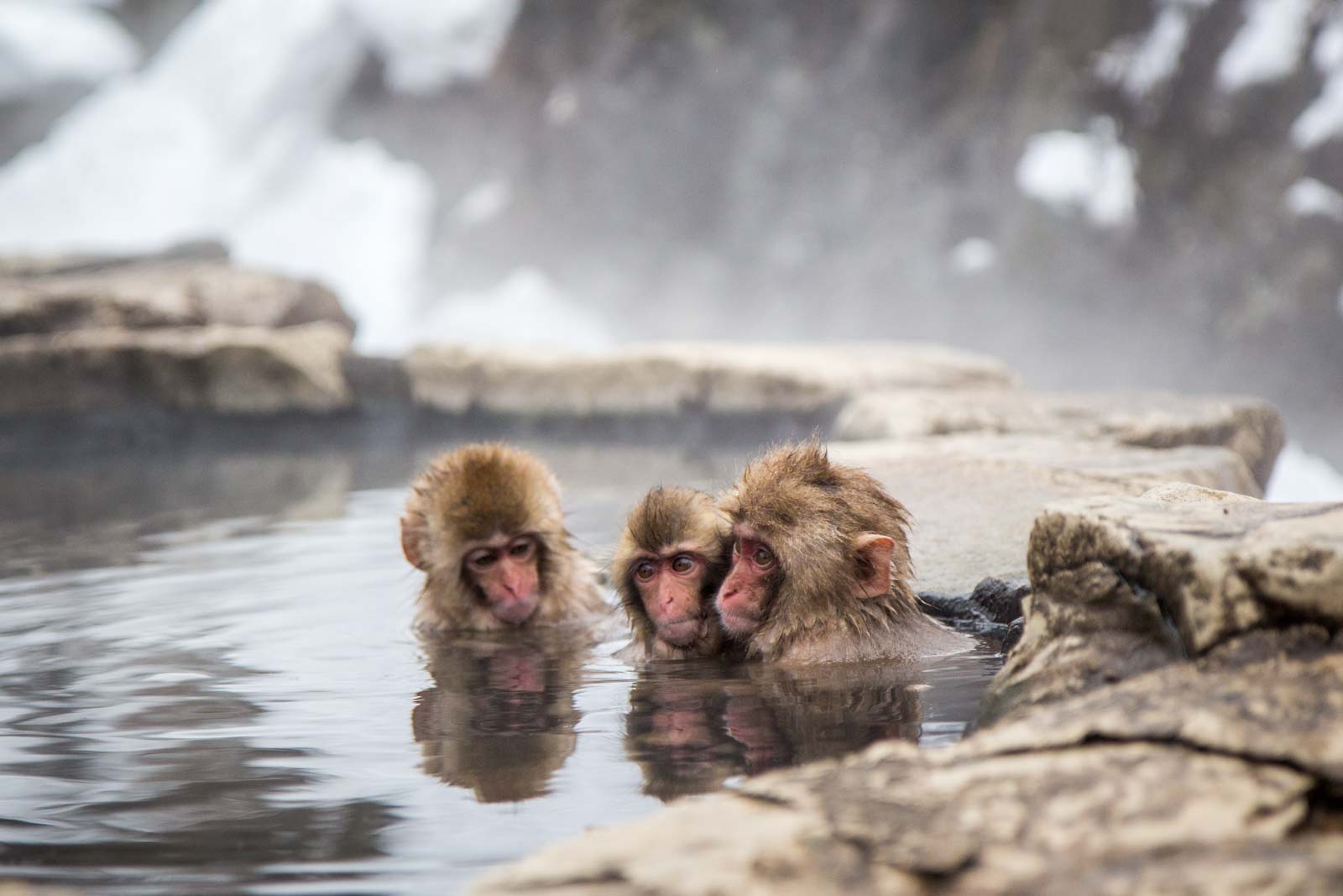 Monkeys in a hot spring Jigokudani Monkey Park, Japan