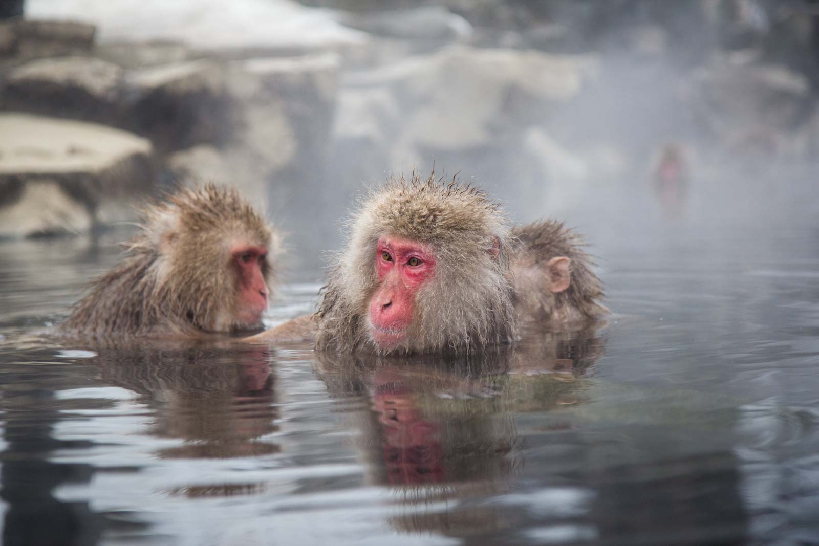 Monkeys in a hot spring Jigokudani Monkey Park, Japan