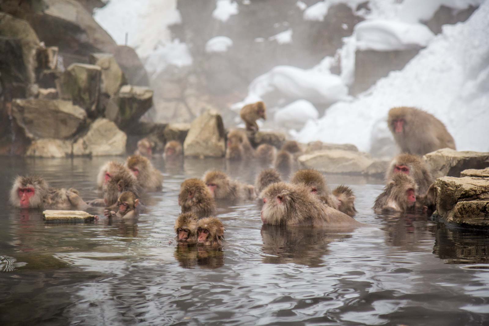 Monkeys In A Hot Spring Jigokudani Monkey Park Japan