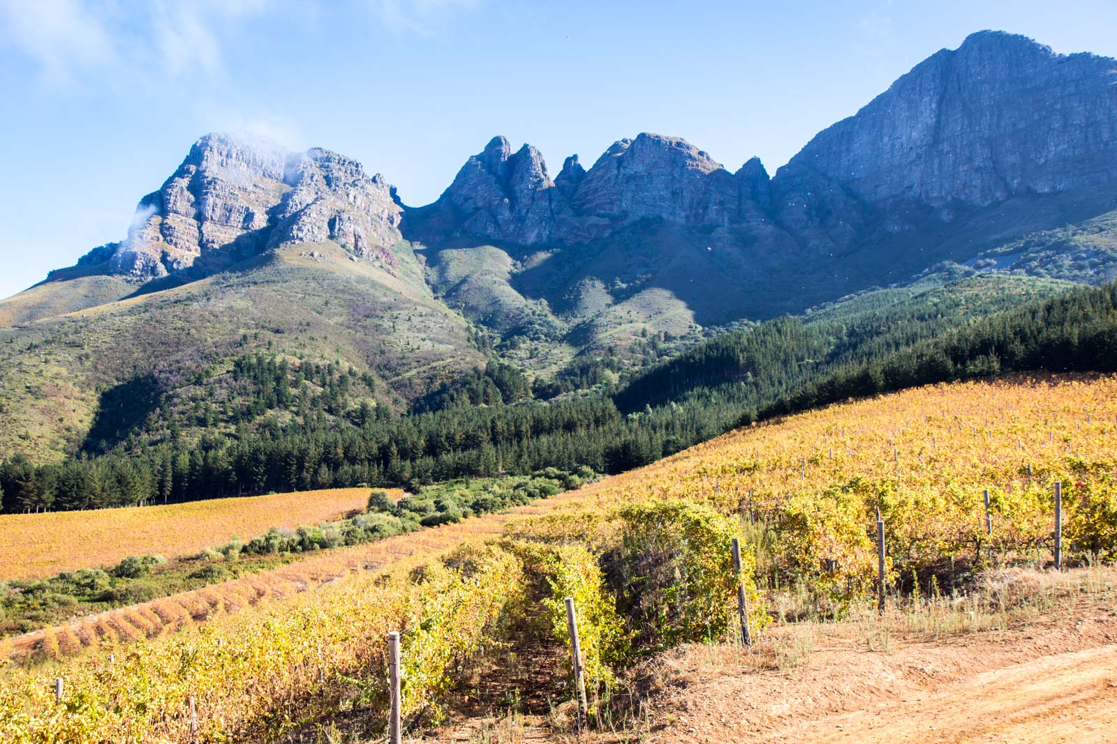 The rise of Chenin Blanc - South Africa's wine