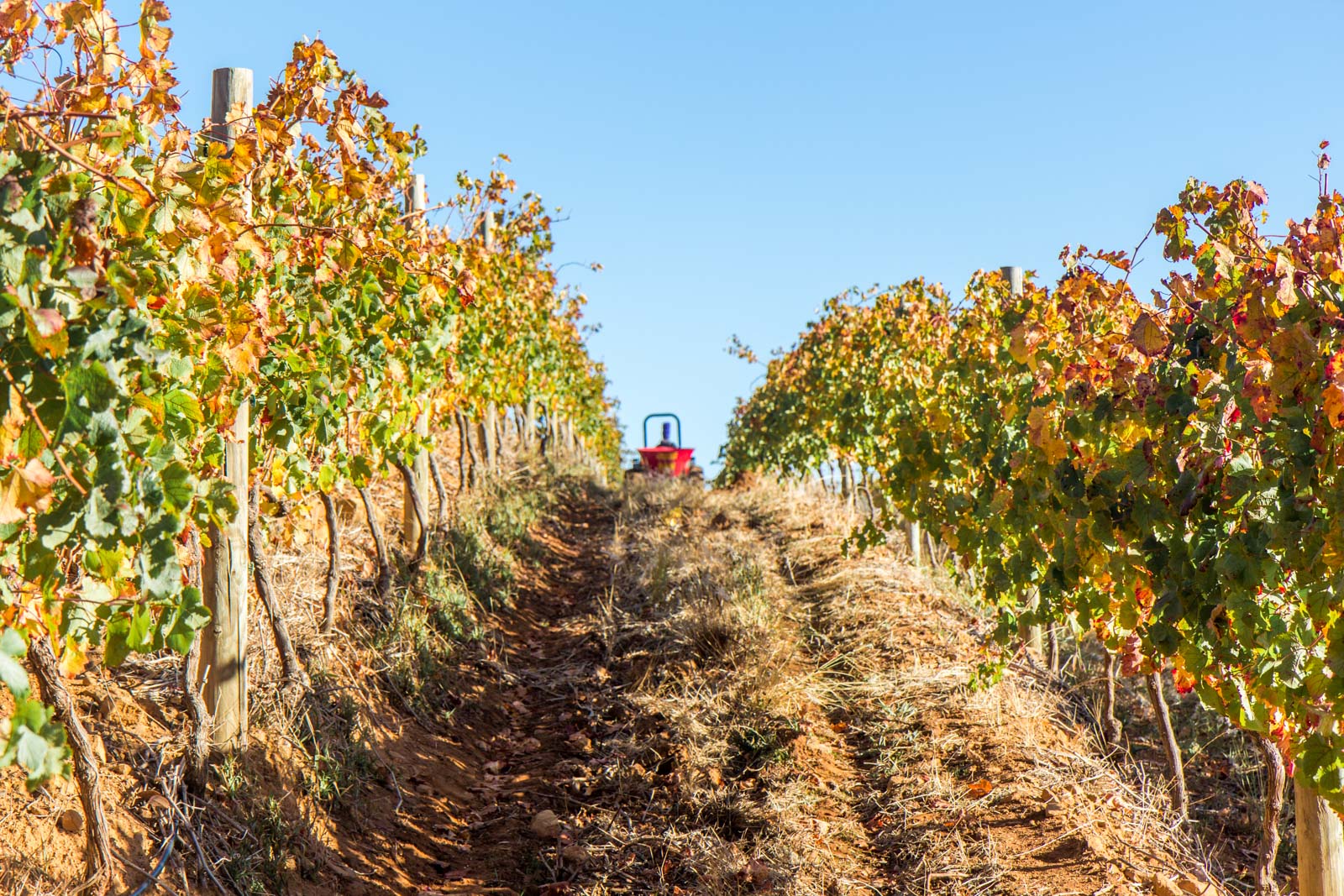 The Rise Of Chenin Blanc South Africas Wine