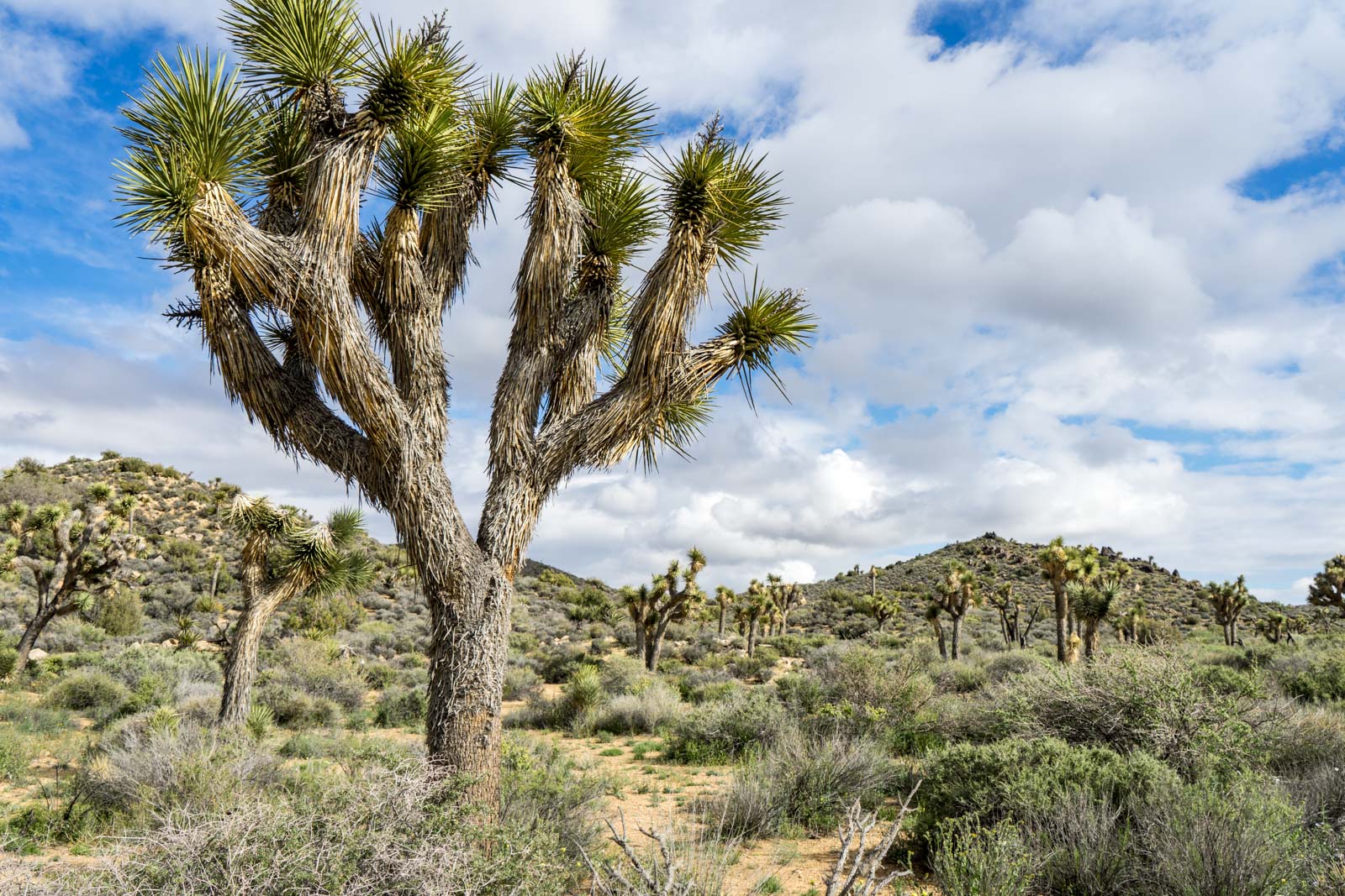 Lost Horse Mine hike, Joshua Tree National Park, California, USA