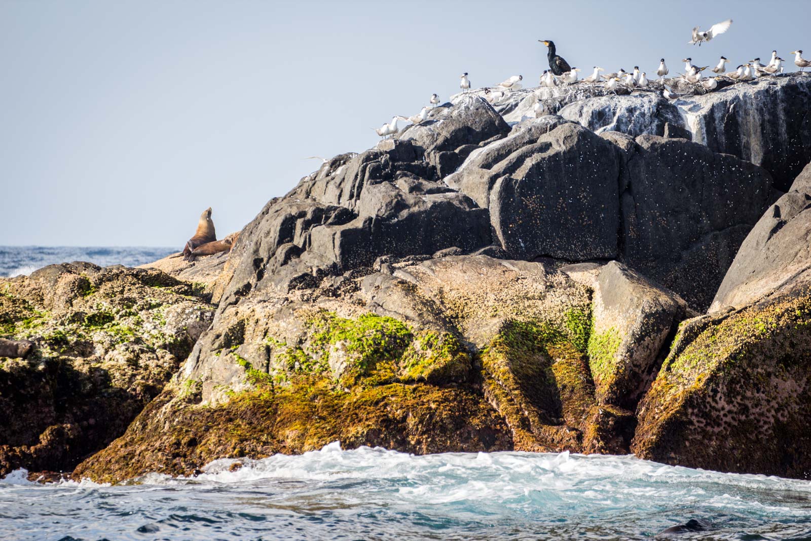 Swim with the seals at Montague Island near Narooma, NSW, Australia