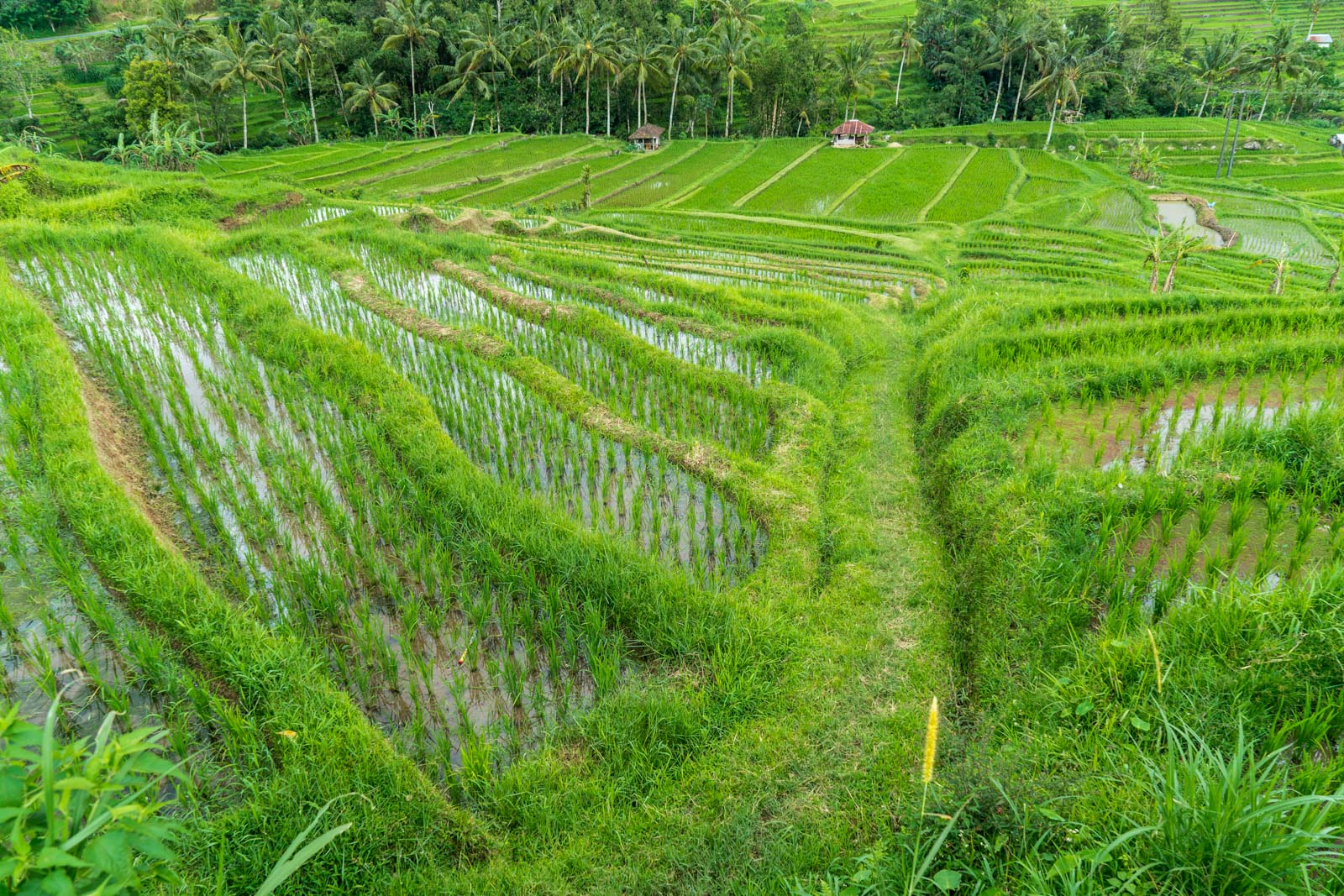 Visiting Jatiluwih Rice Terraces and Bali's Cultural Landscape