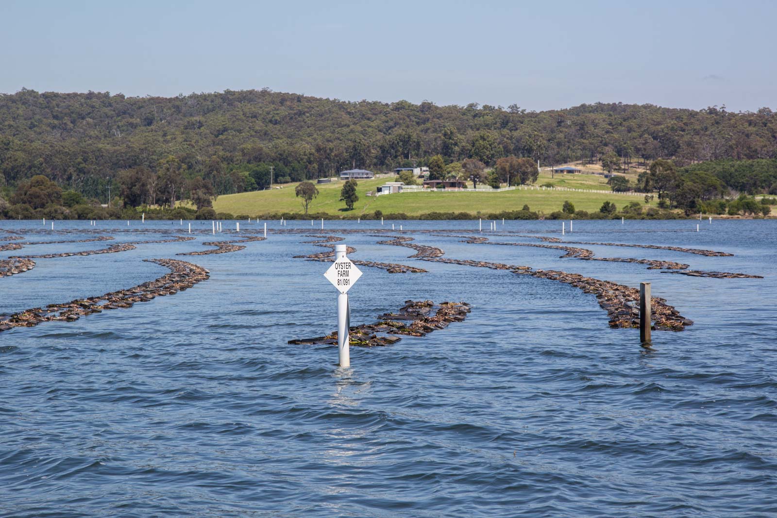 Oyster tour and tasting at Pambula (Merimbula), NSW, Australia