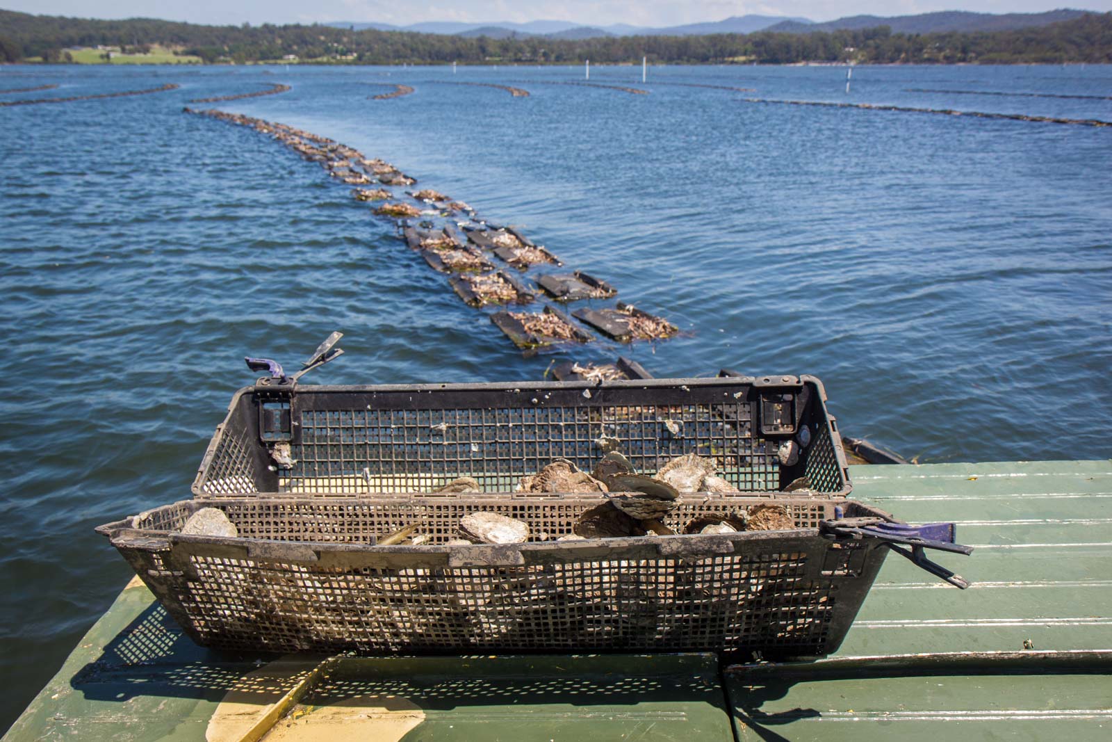 oyster farm tour nsw