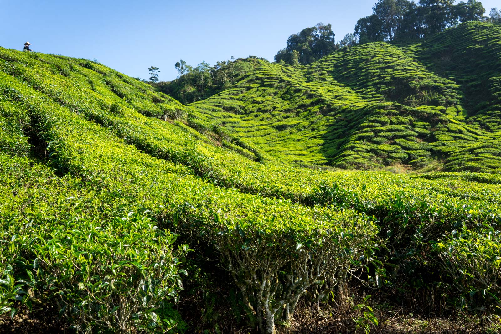 Hiking in the Cameron Highlands, Malaysia