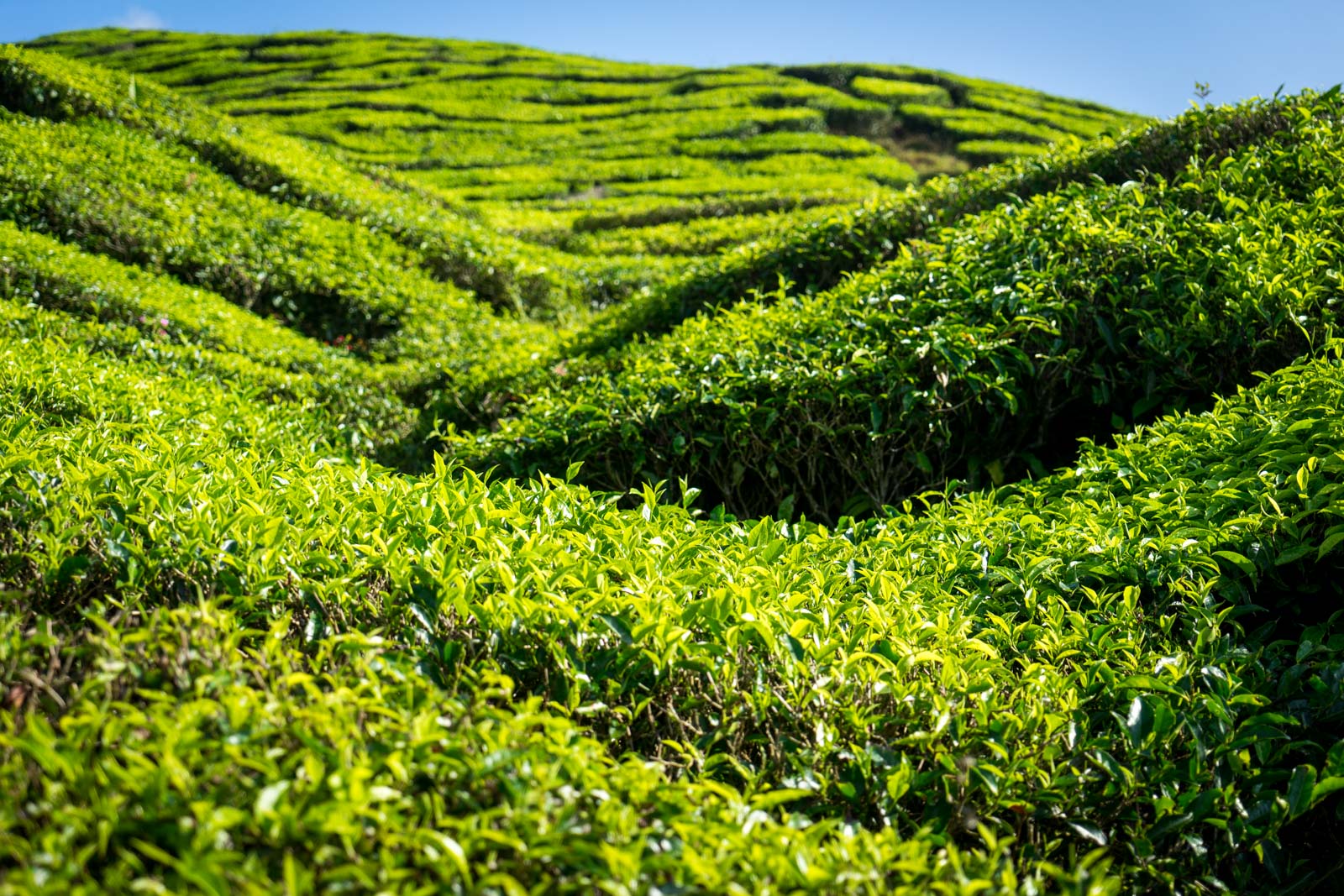 Hiking in the Cameron Highlands, Malaysia