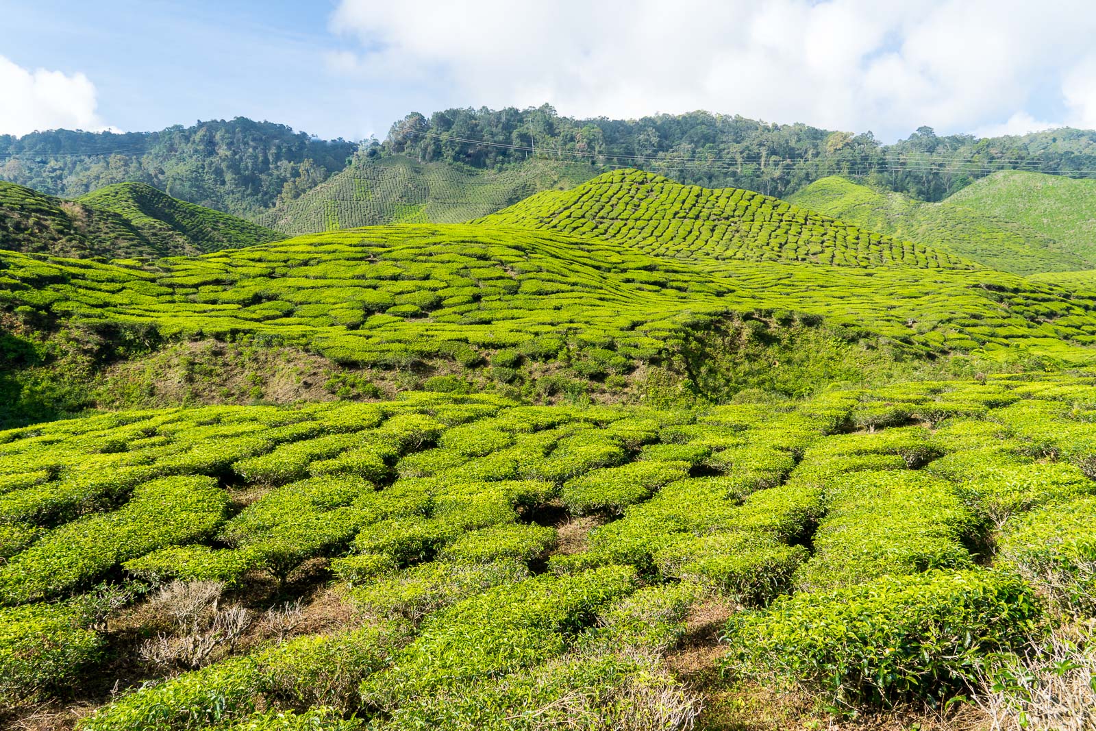 Hiking in the Cameron Highlands, Malaysia (2024)