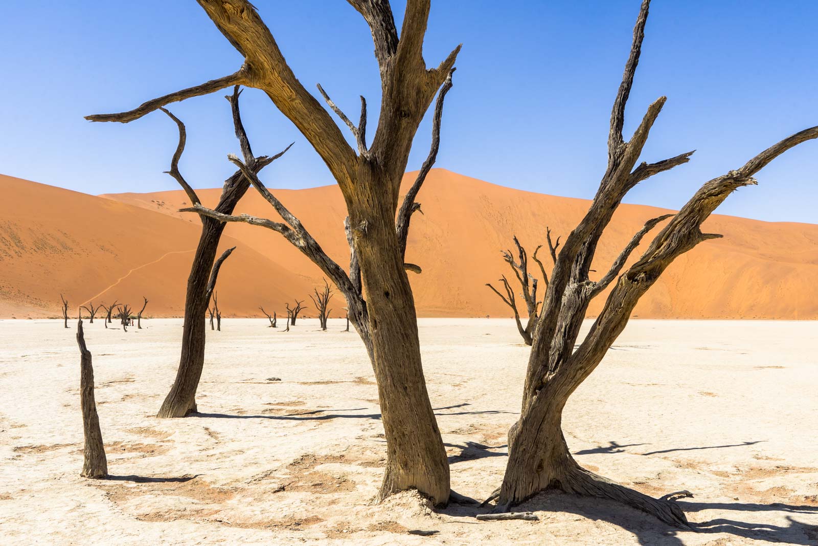 Hasil gambar untuk Deadvlei, Namibia