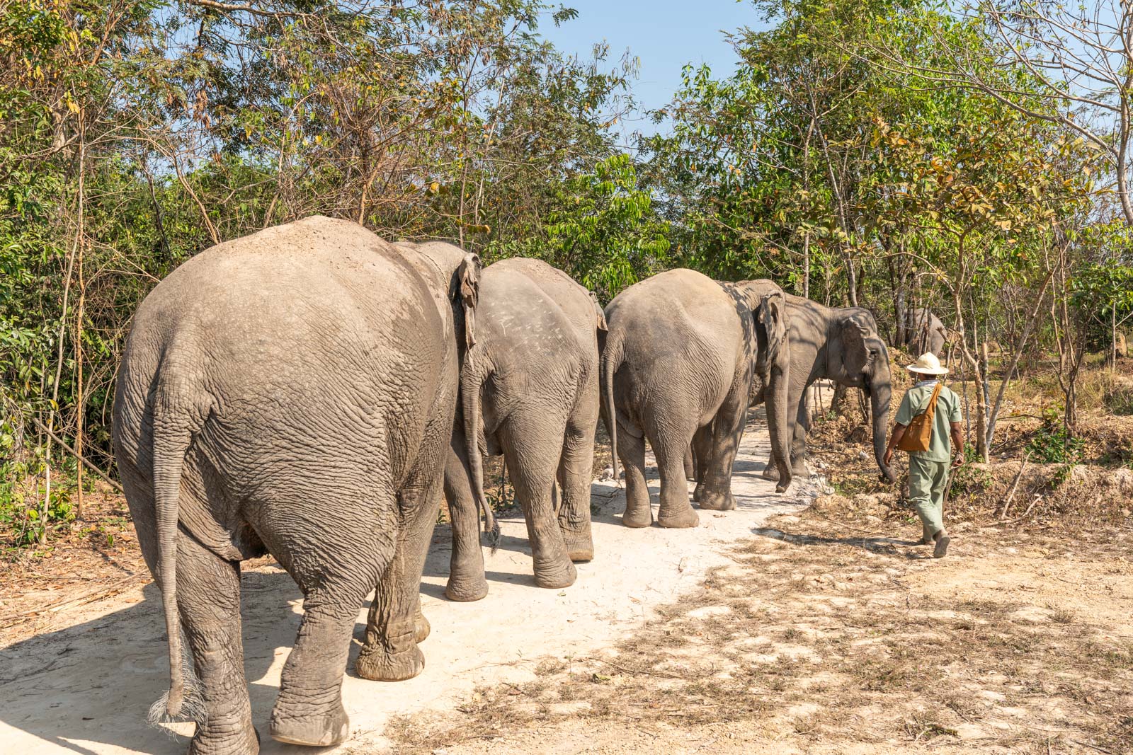 The Kulen Elephant Forest, Siem Reap, Cambodia