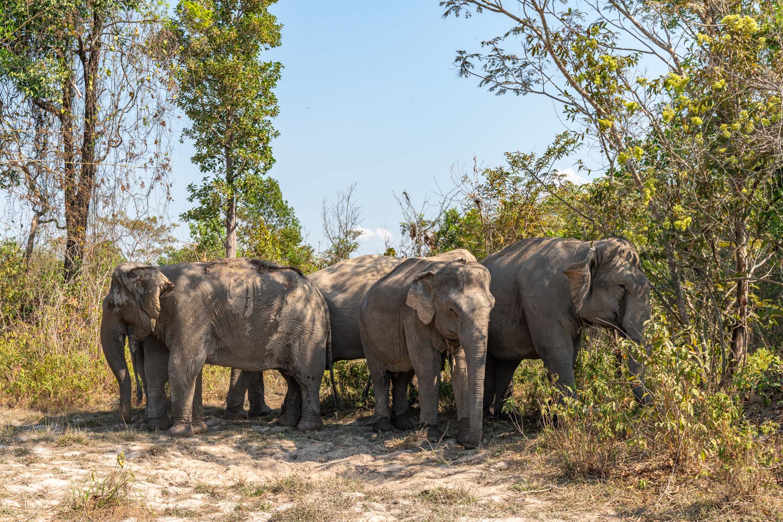 The Kulen Elephant Forest, Siem Reap, Cambodia