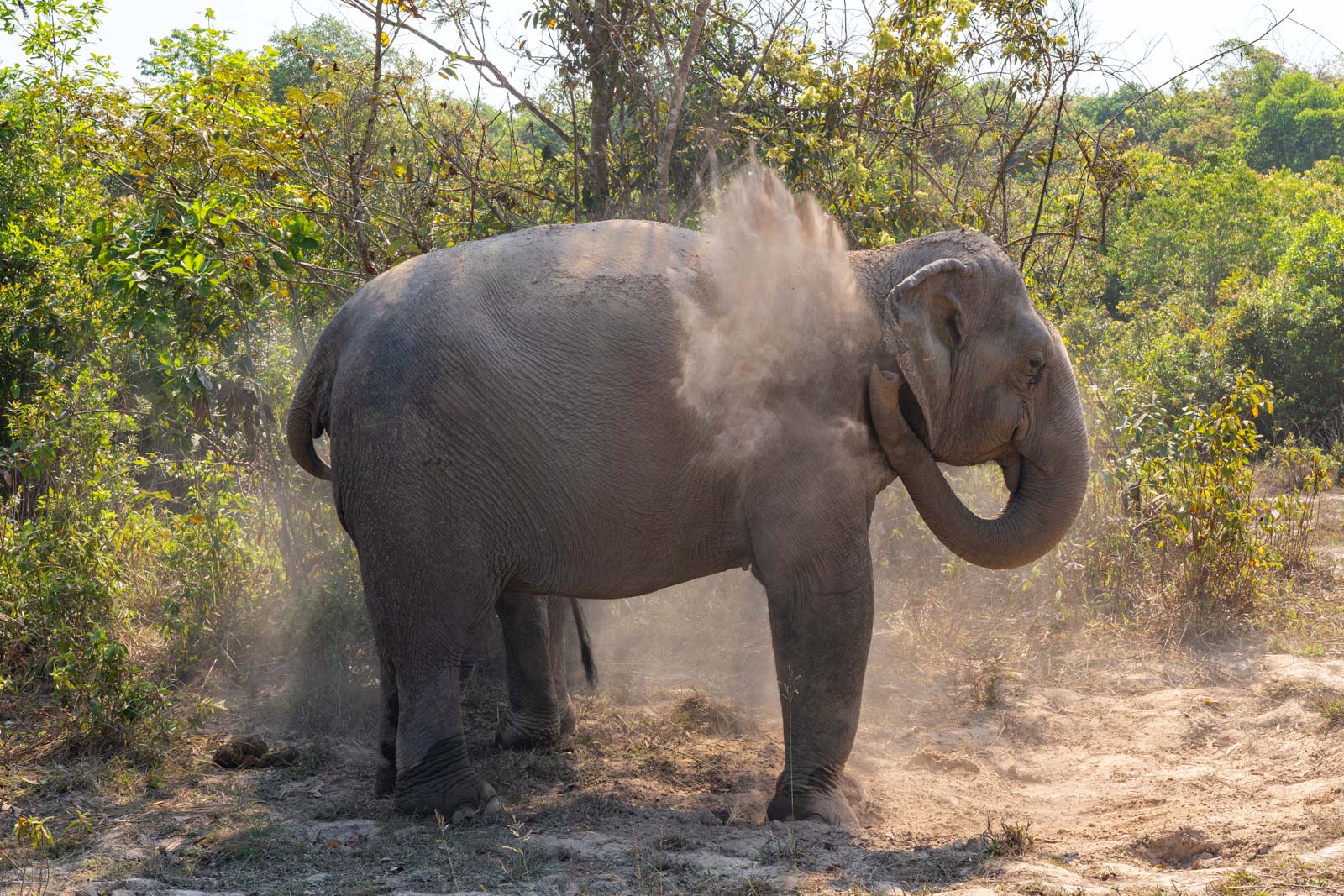 The Kulen Elephant Forest, Siem Reap, Cambodia