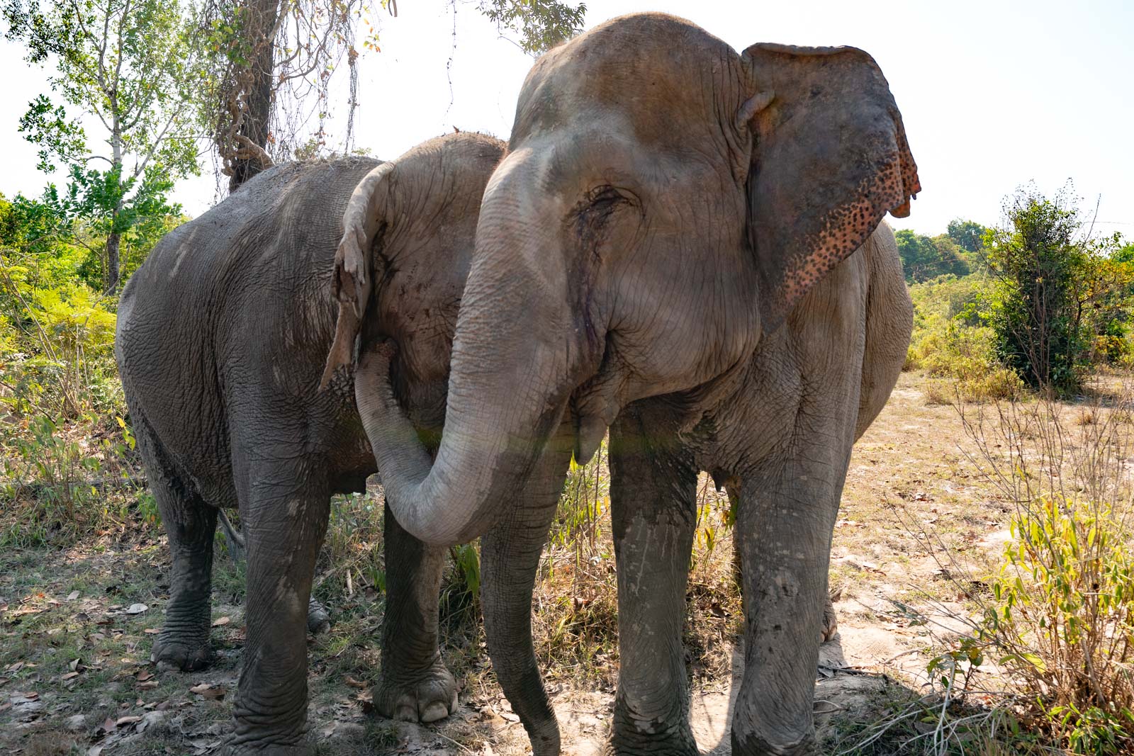 The Kulen Elephant Forest, Siem Reap, Cambodia