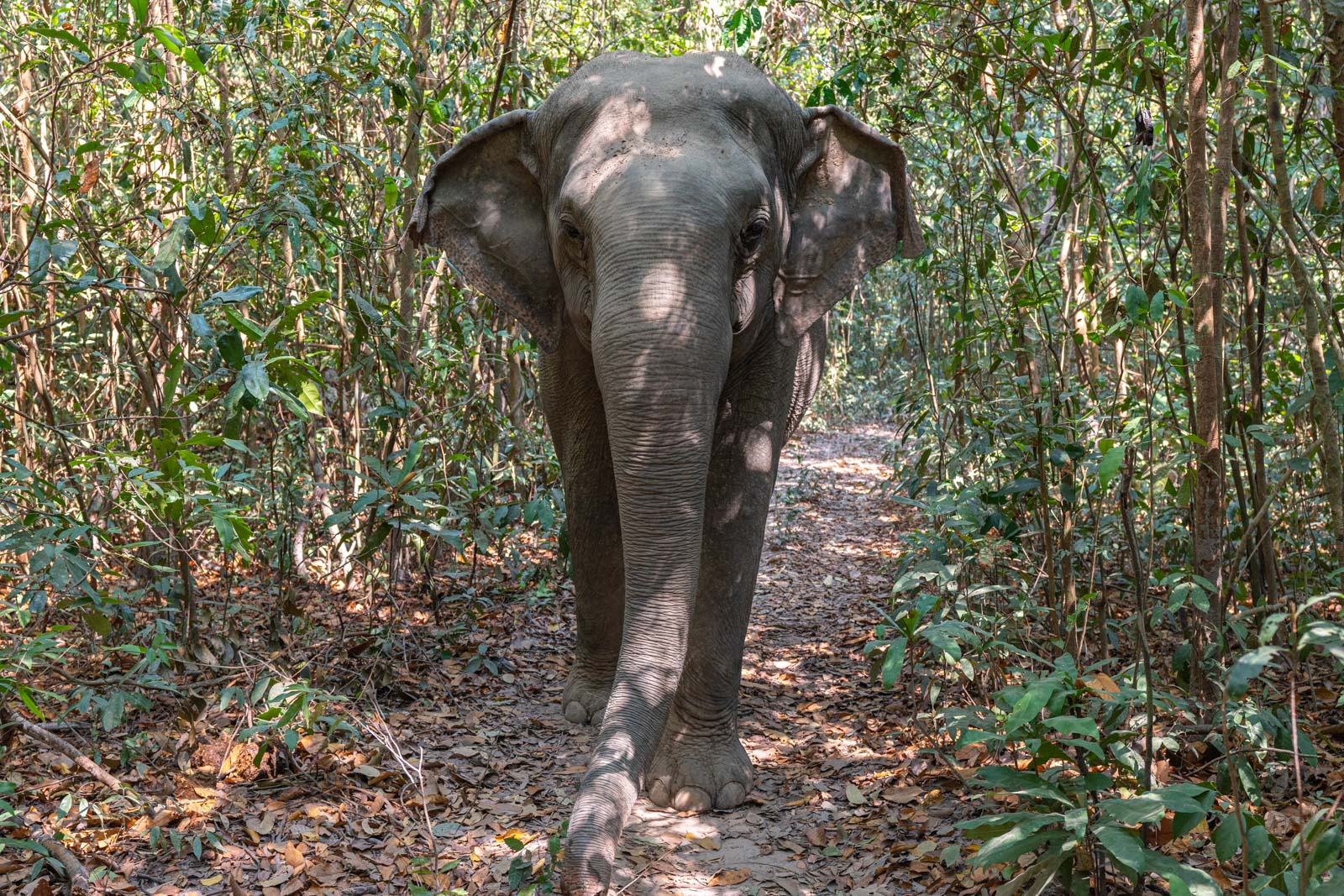 The Kulen Elephant Forest, Siem Reap, Cambodia