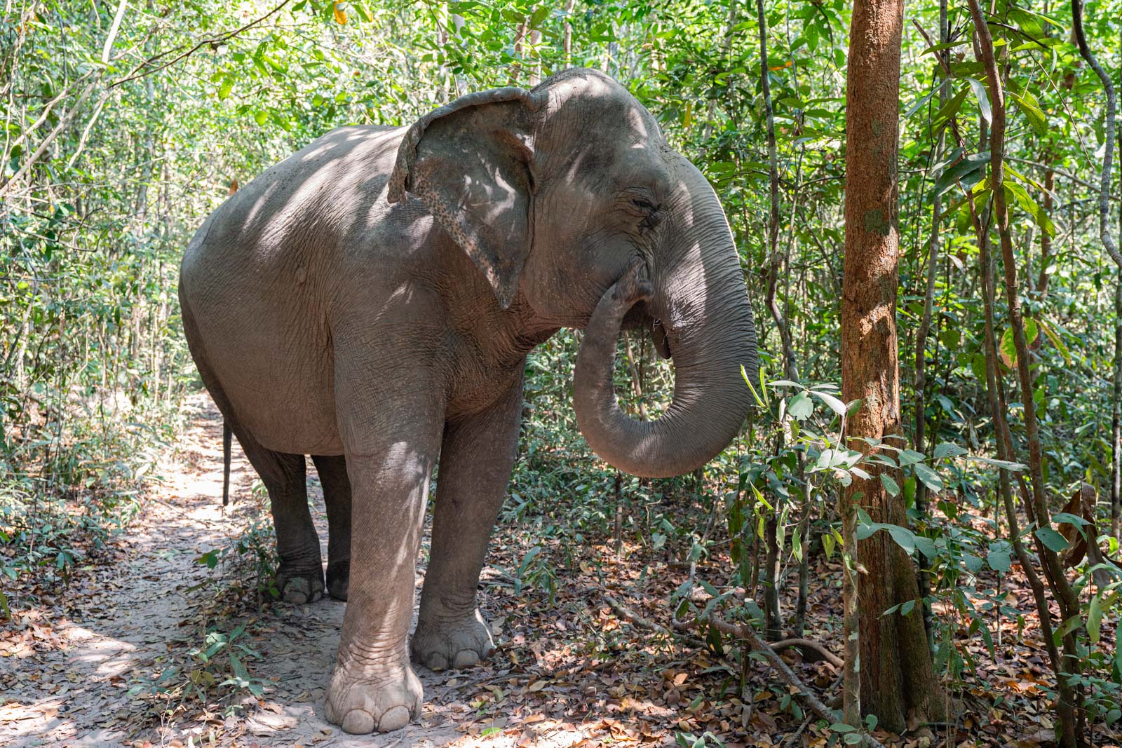 The Kulen Elephant Forest, Siem Reap, Cambodia