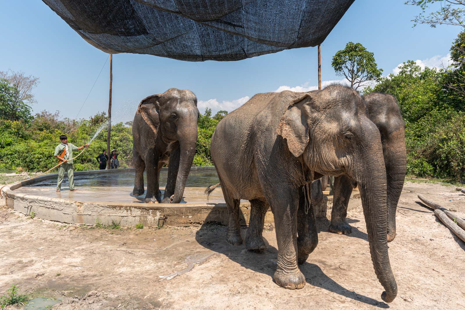 The Kulen Elephant Forest, Siem Reap, Cambodia