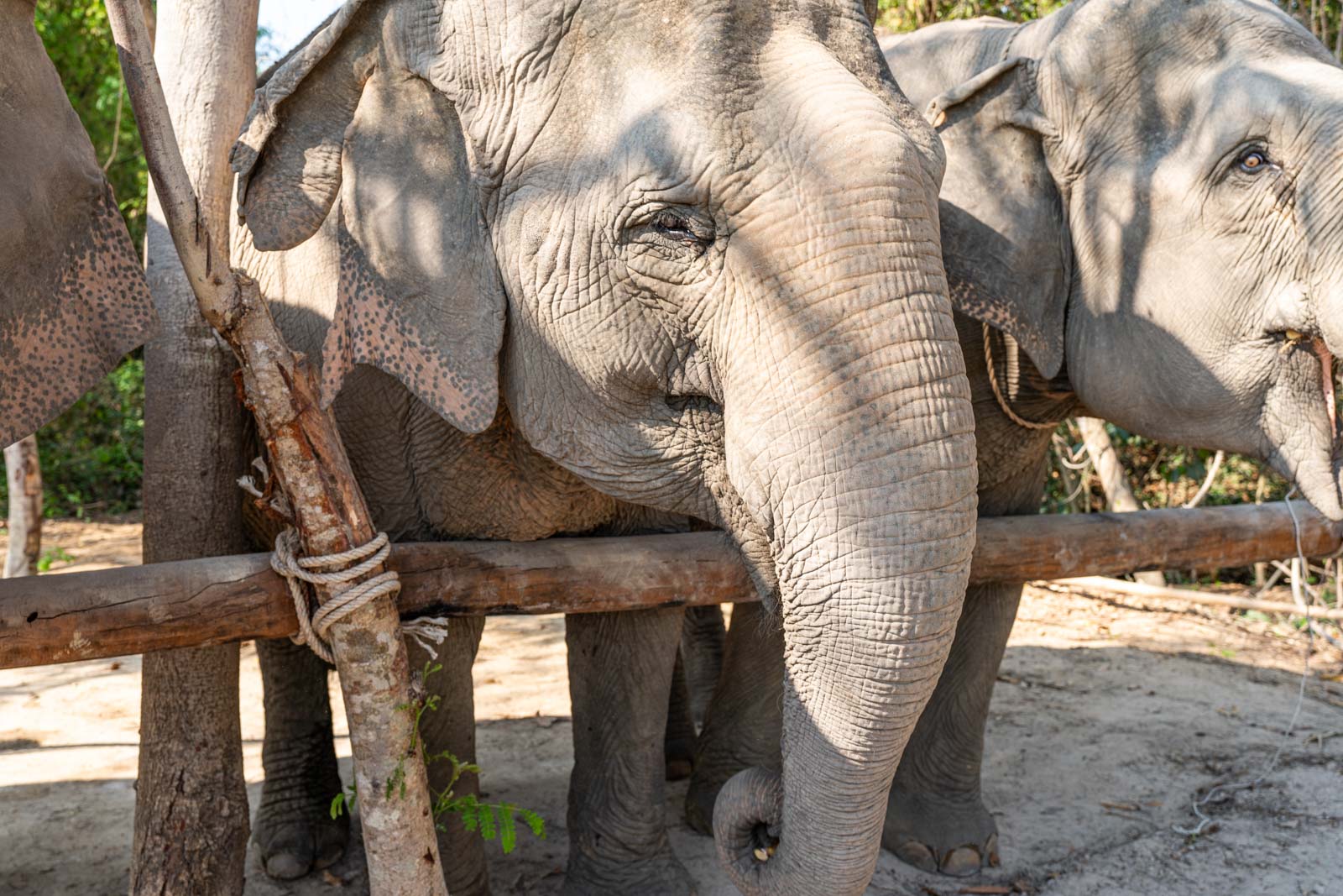 The Kulen Elephant Forest, Siem Reap, Cambodia