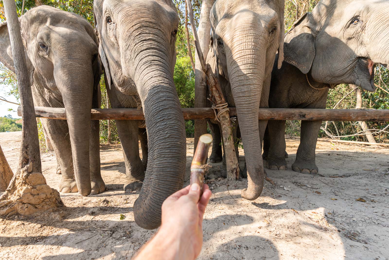 The Kulen Elephant Forest, Siem Reap, Cambodia