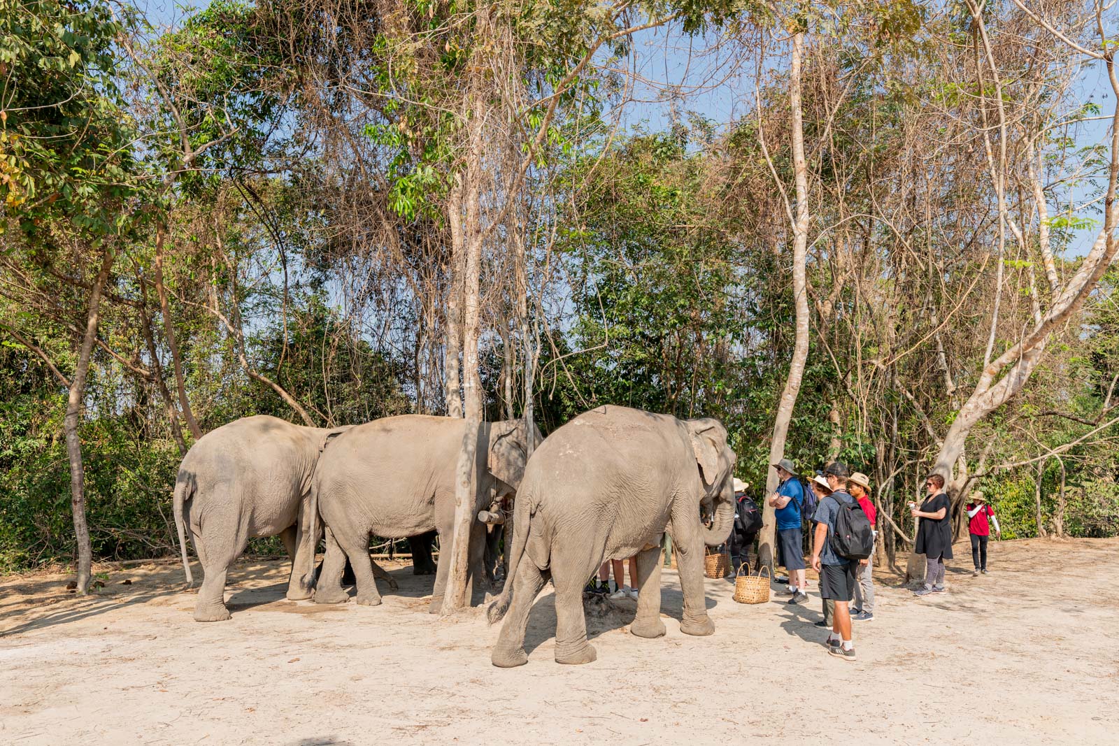 The Kulen Elephant Forest, Siem Reap, Cambodia