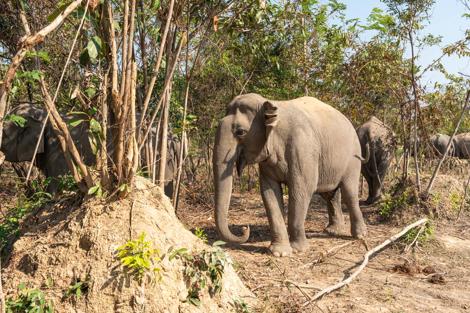 The Kulen Elephant Forest, Siem Reap, Cambodia