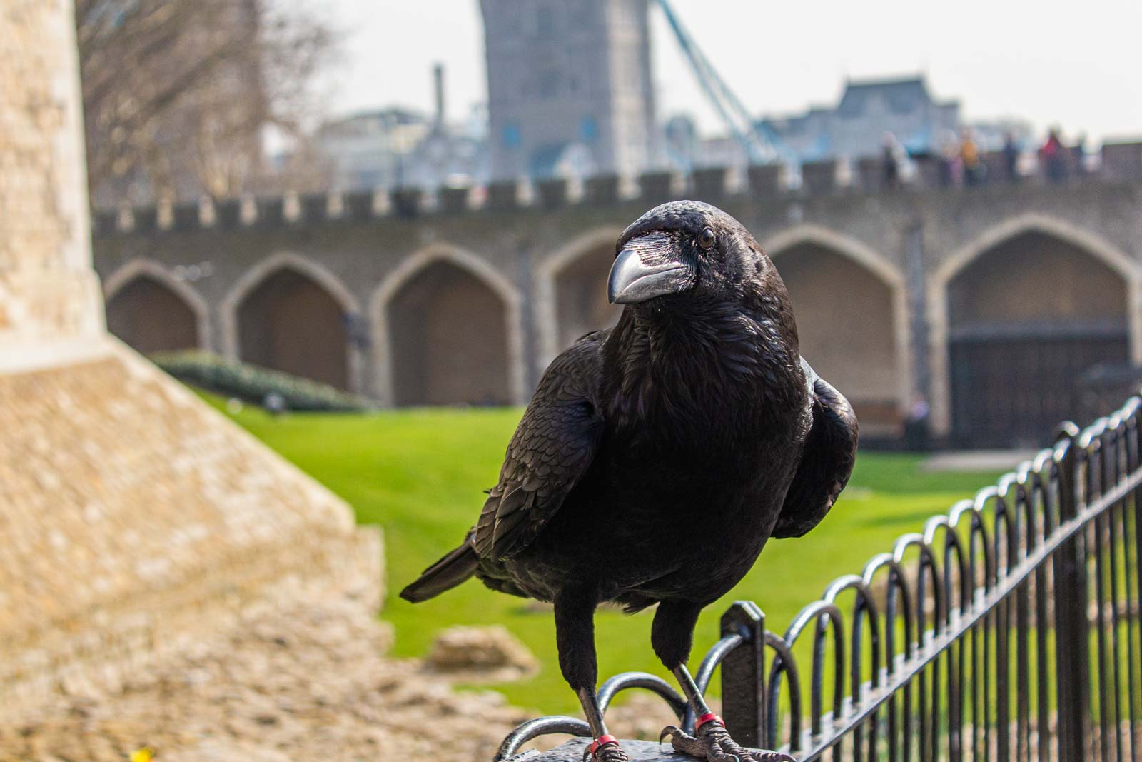 Quoth the ravens evermore The birds at the Tower of London